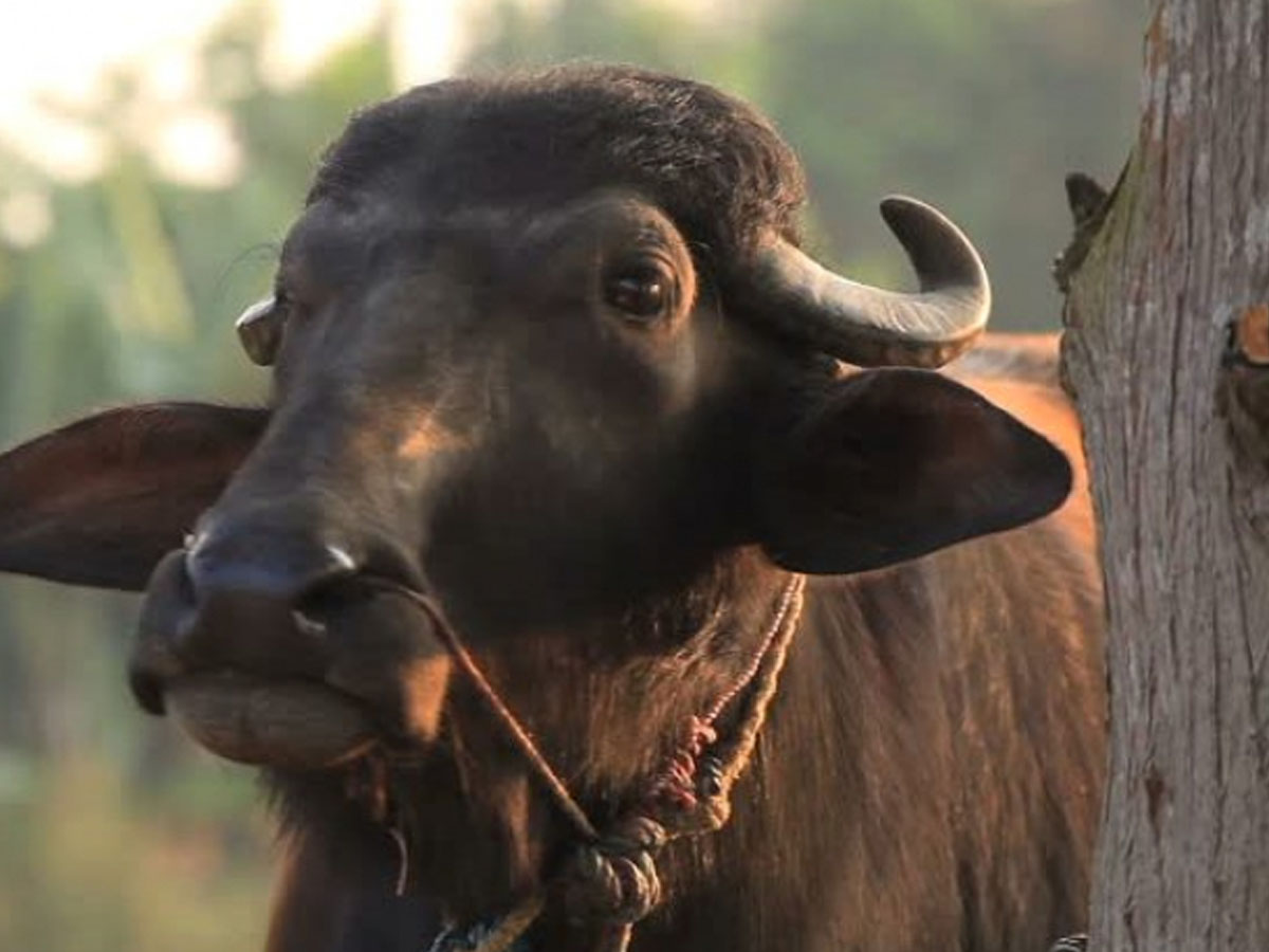 कैलालीमा राँगाले हान्दा एकजनाको मृत्यु 